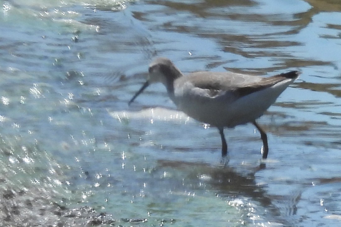 Wilsonwassertreter - ML645480522