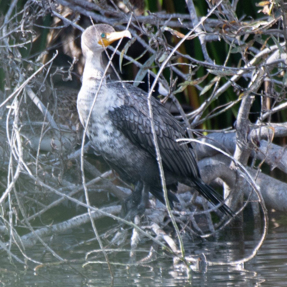 Cormoran à aigrettes - ML645480532