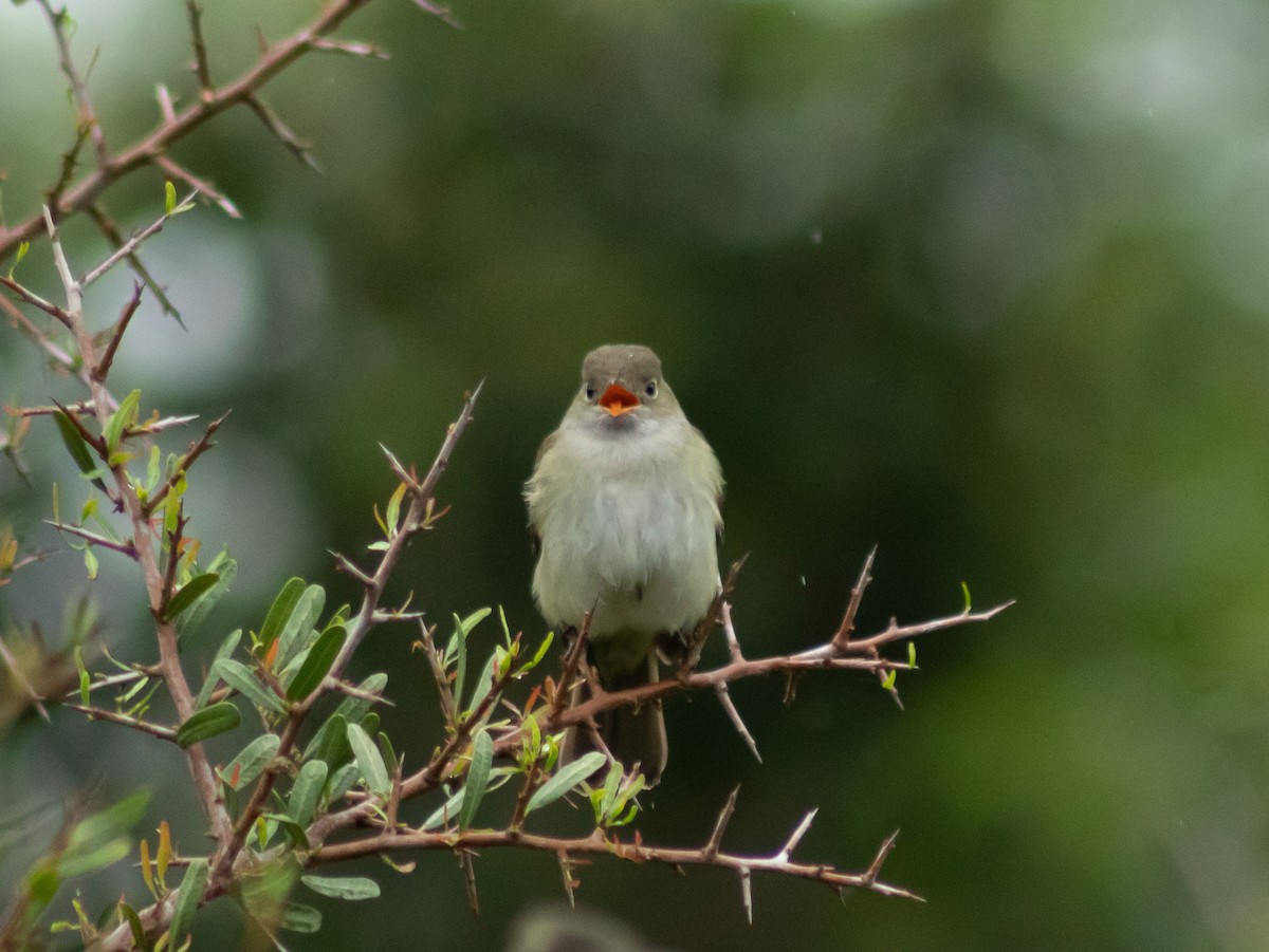 Small-billed Elaenia - ML645480534