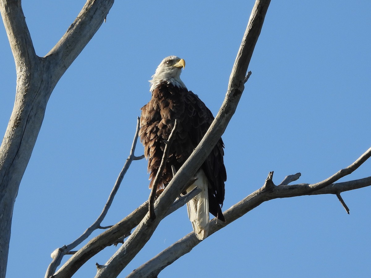 Bald Eagle - ML645480540