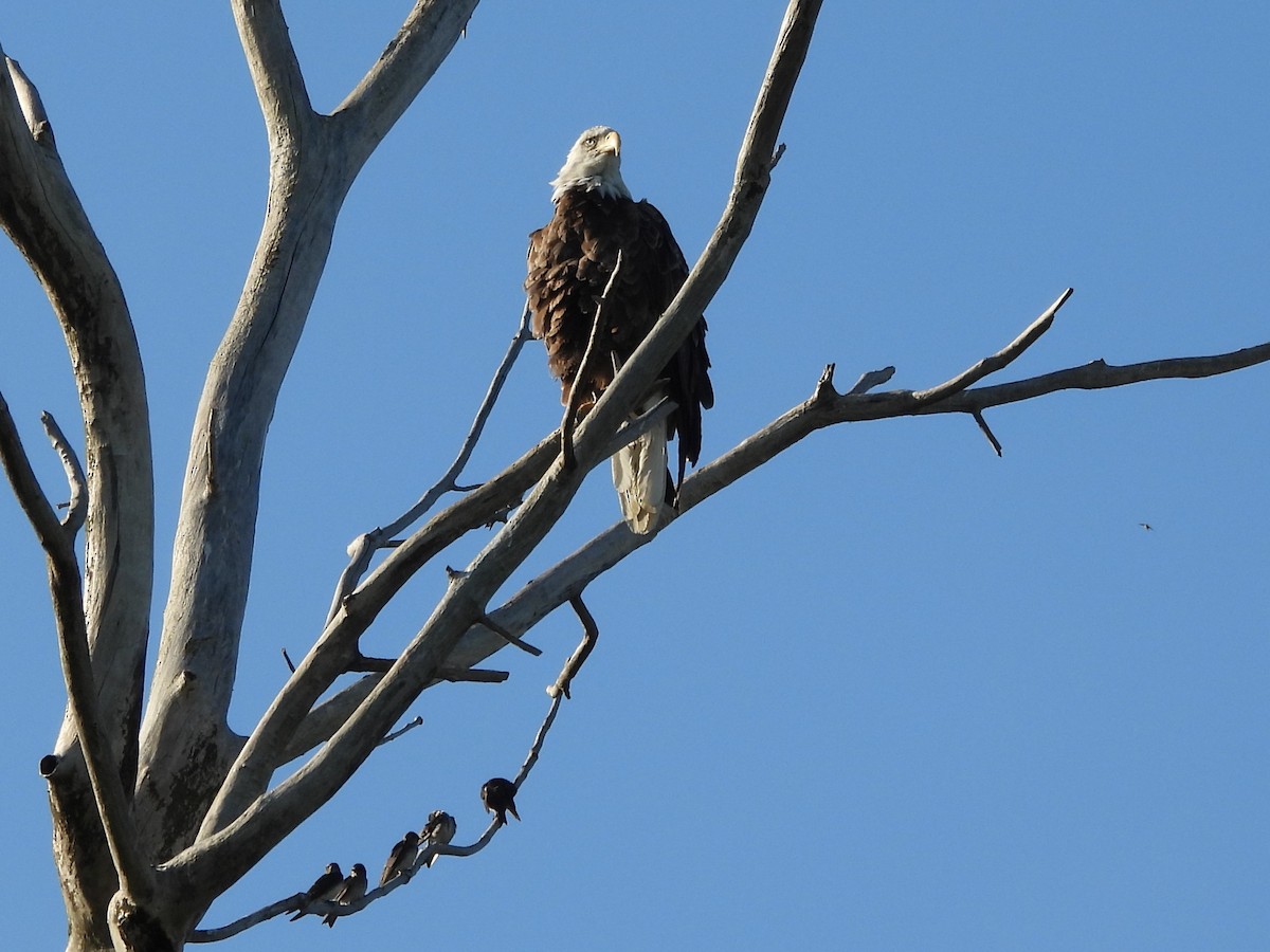 Bald Eagle - ML645480541