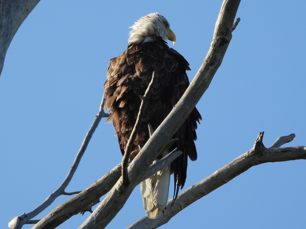 Bald Eagle - ML645480543