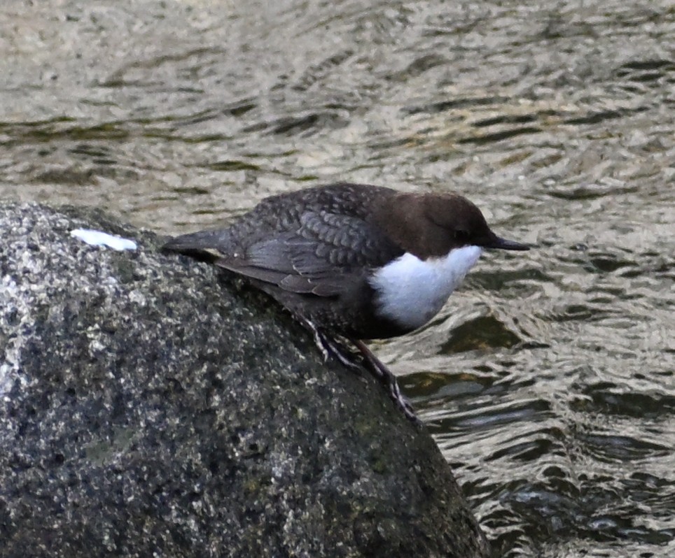 White-throated Dipper - ML645480557