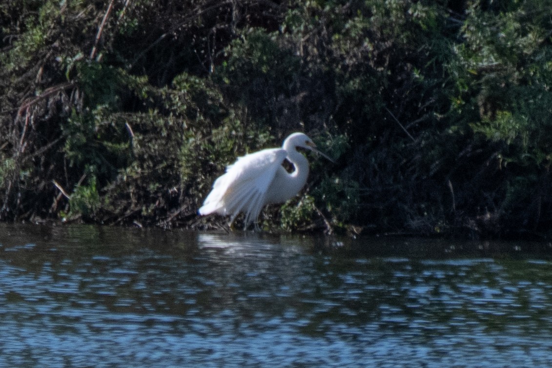 Snowy Egret - ML645480561