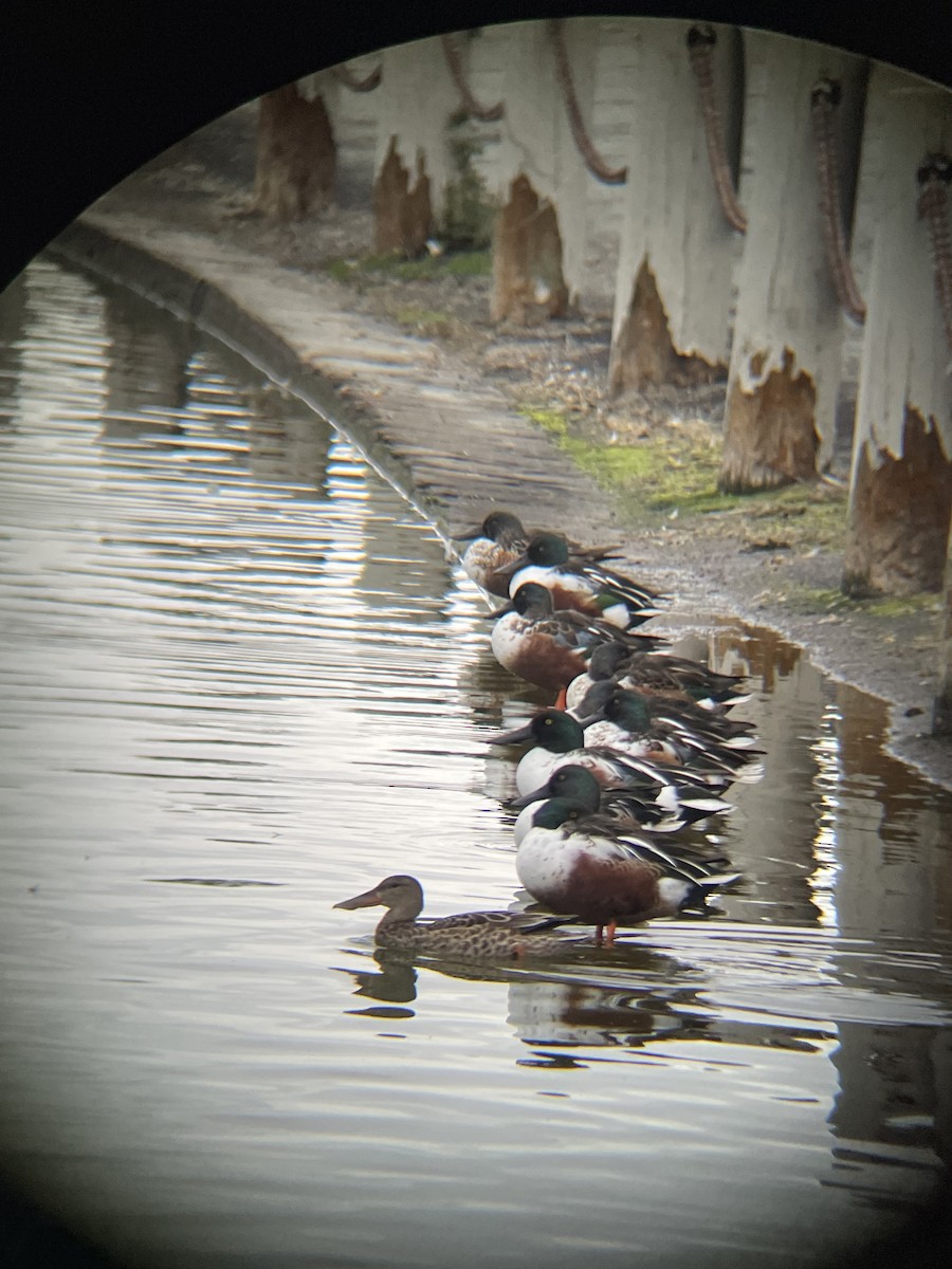 Ahate mokozabal zuria - ML645480574