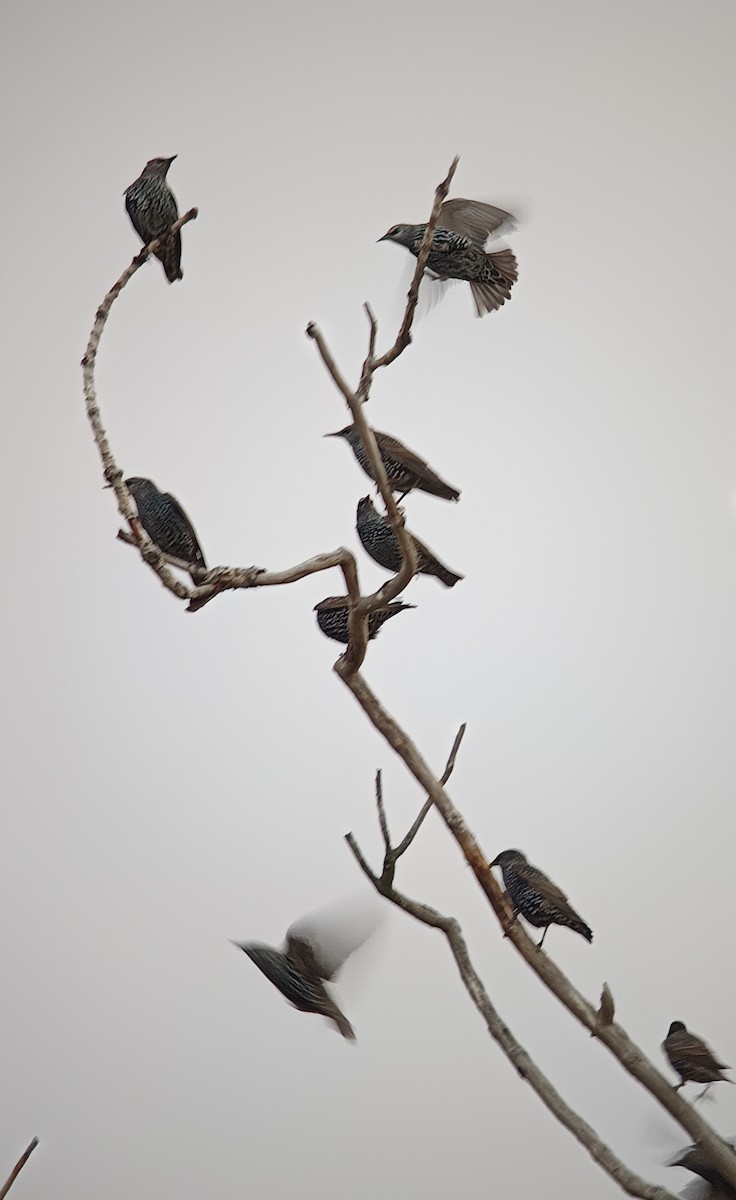 Estornino Pinto - ML645480578