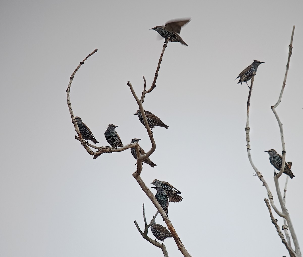 Estornino Pinto - ML645480581