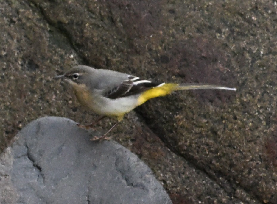 灰鶺鴒 - ML645480584