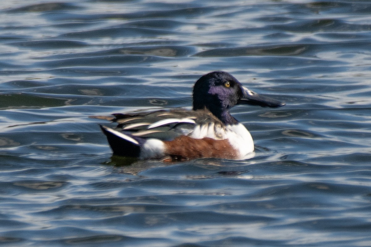 Ahate mokozabal zuria - ML645480593