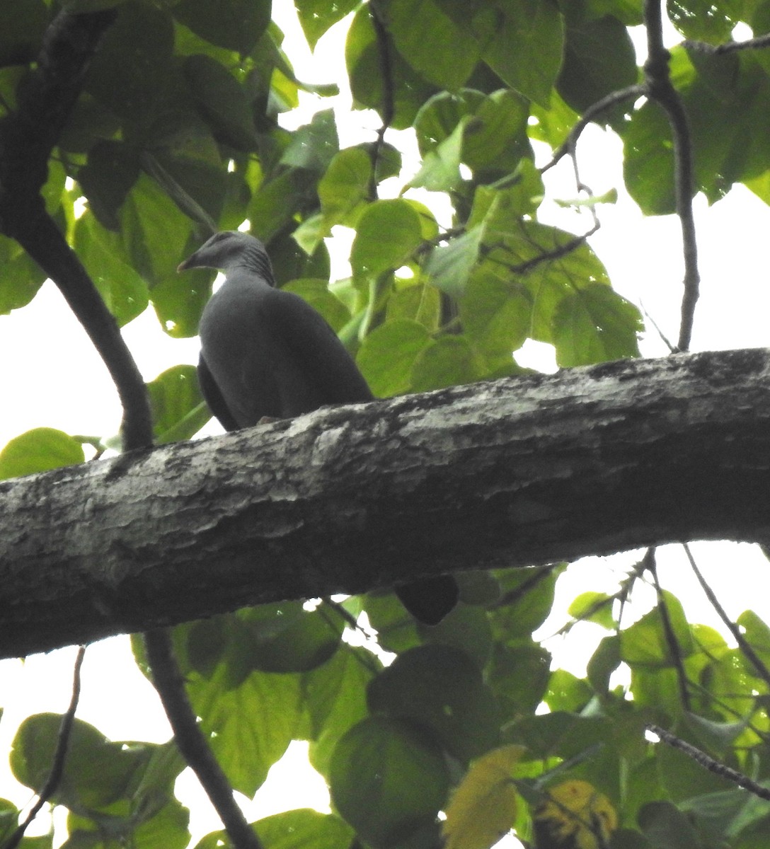 Andaman Wood-Pigeon - ML645480596