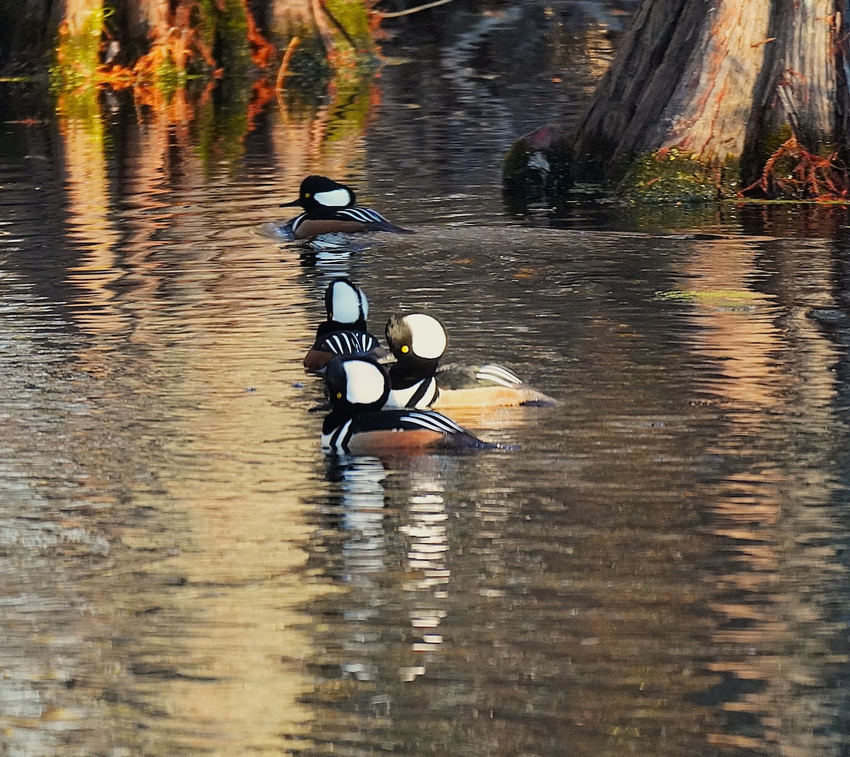 オウギアイサ - ML645480601