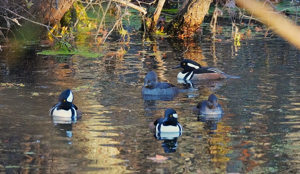 オウギアイサ - ML645480602