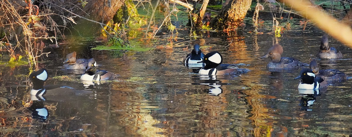 オウギアイサ - ML645480603