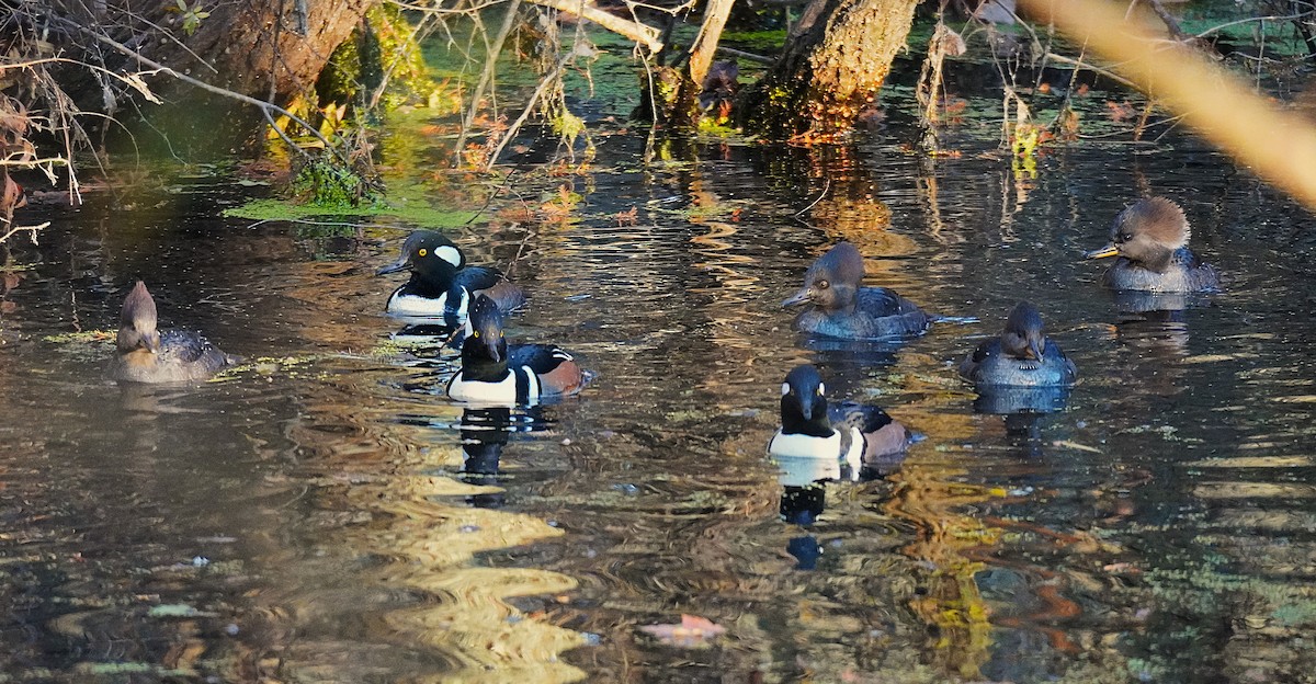 オウギアイサ - ML645480604