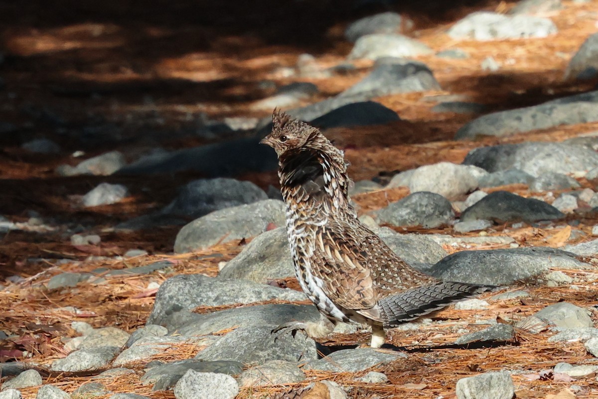 Grévol Engolado - ML645480605