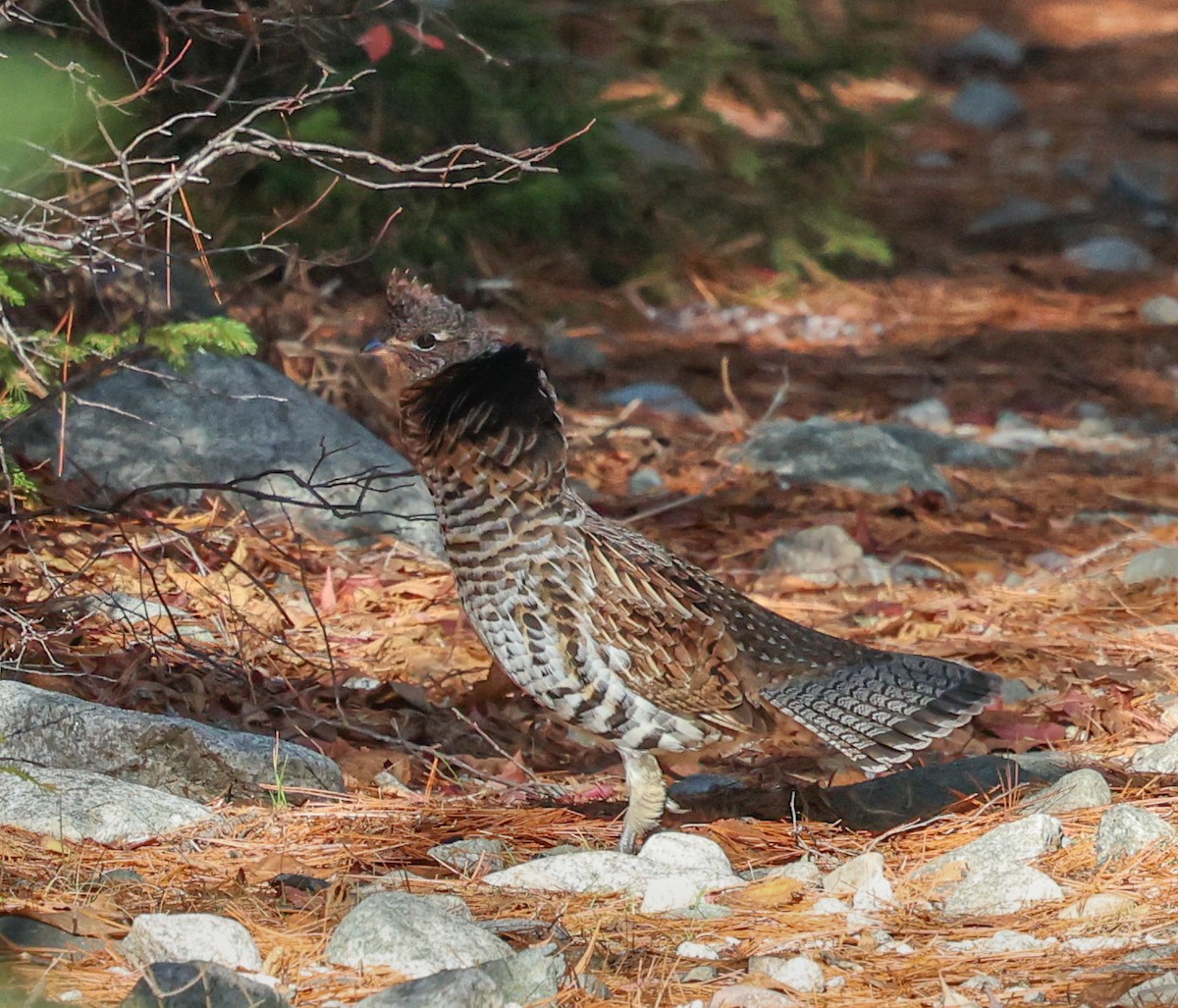 Grévol Engolado - ML645480606