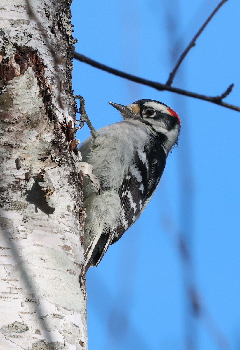 Pico Pubescente - ML645480612
