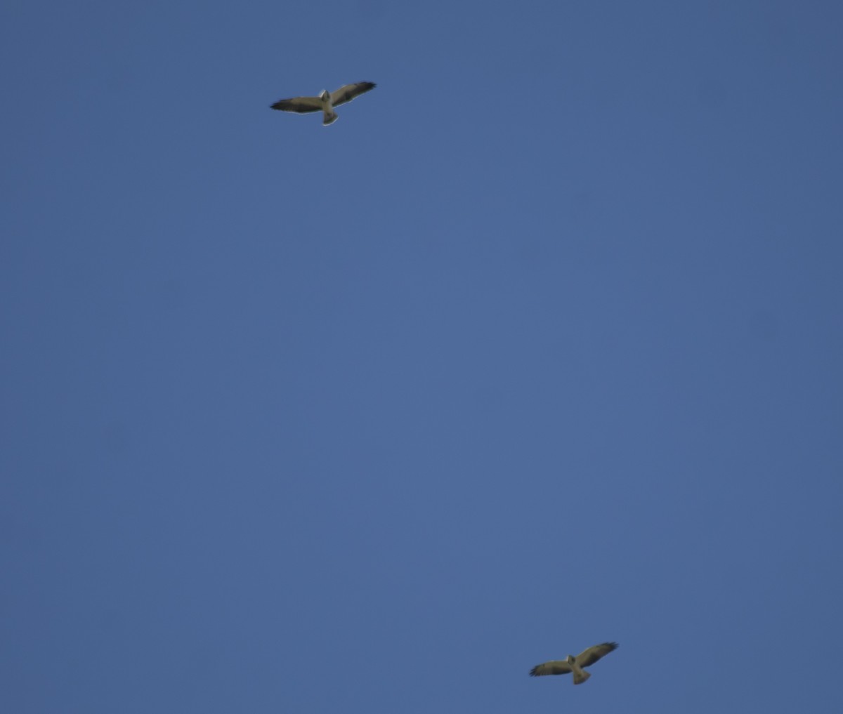 Свенсонов канюк - ML645480613