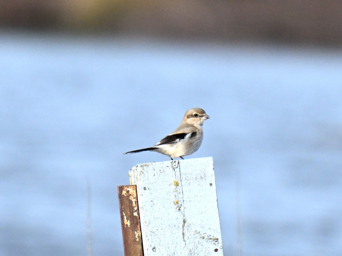 Alcaudón Boreal - ML645480615