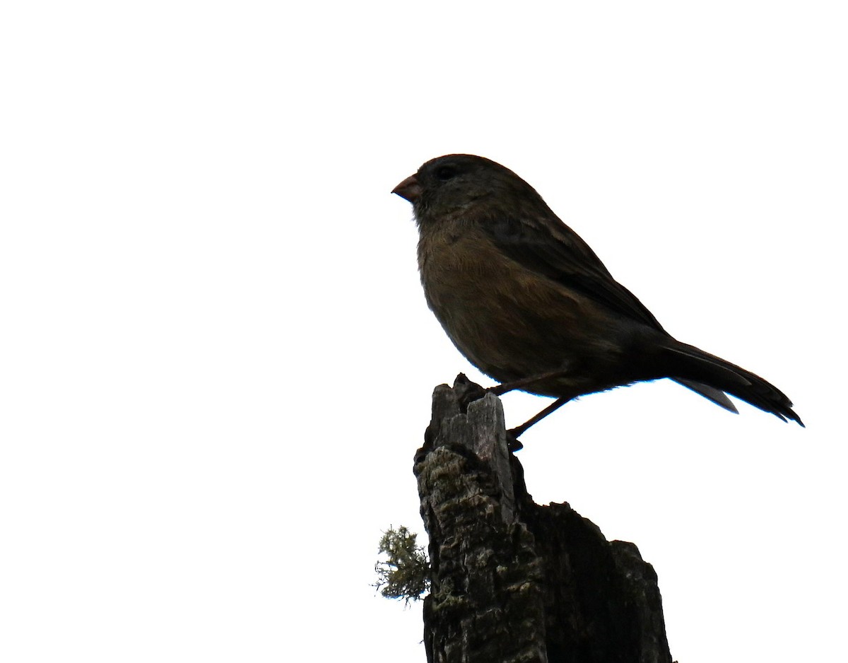 Plain-colored Seedeater - ML645480620