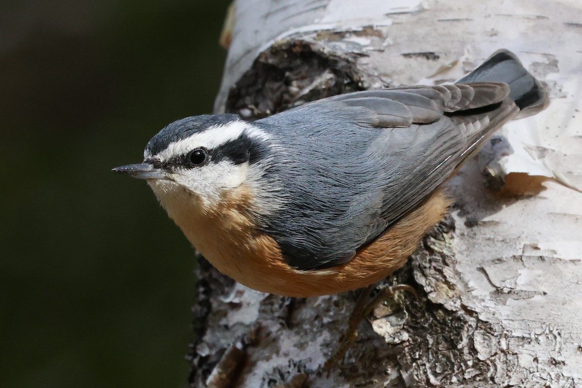 Trepador Canadiense - ML645480621