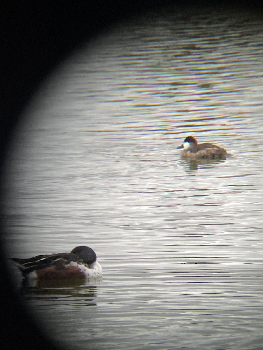 Американская савка - ML645480631