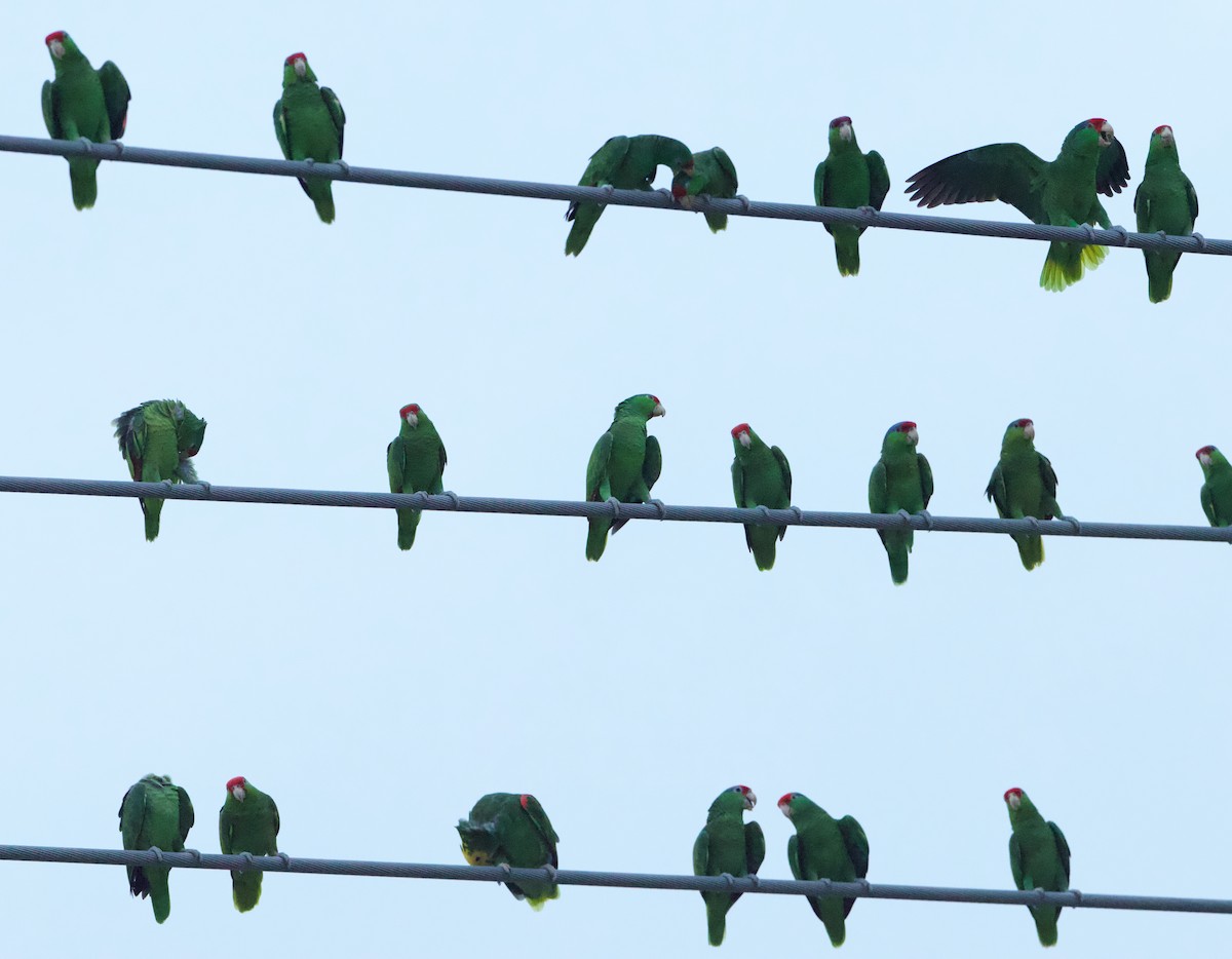 Yellow-headed Amazon - ML645480637