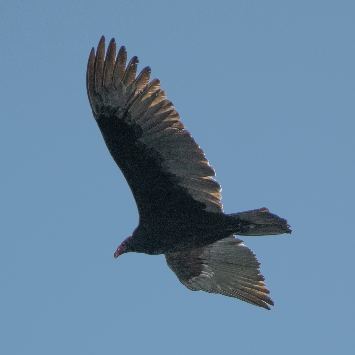 Turkey Vulture - ML645480638