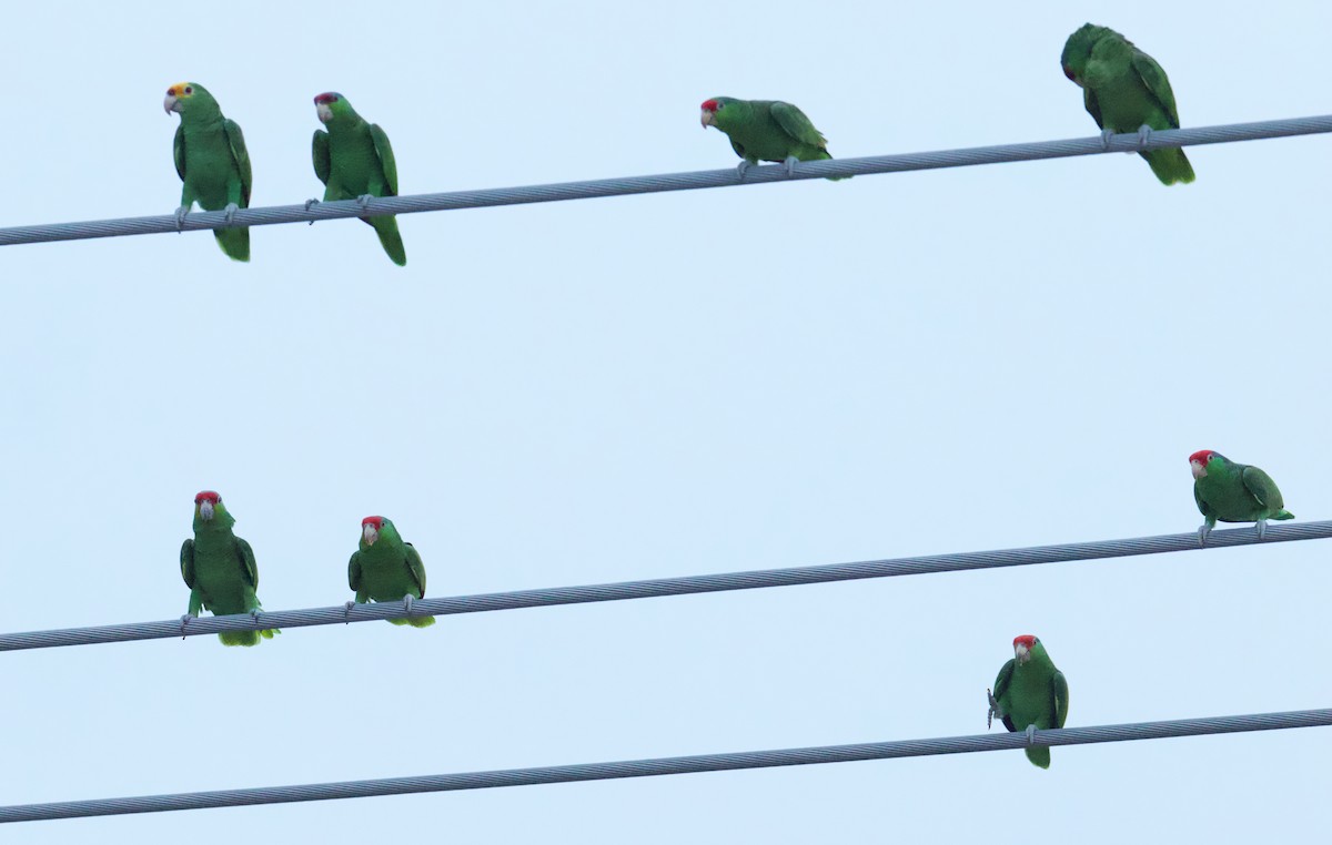 Red-lored Amazon - ML645480645