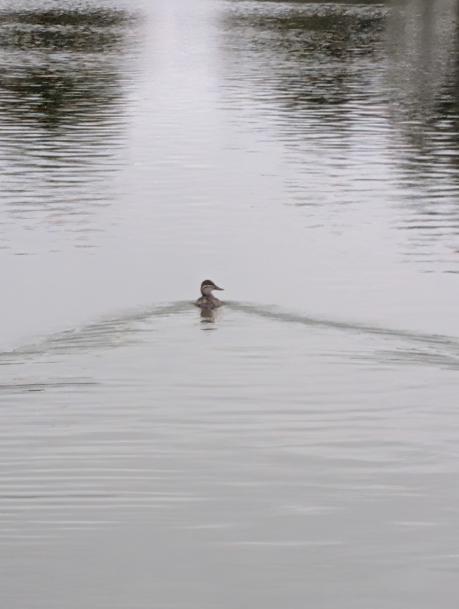 Американская савка - ML645480647