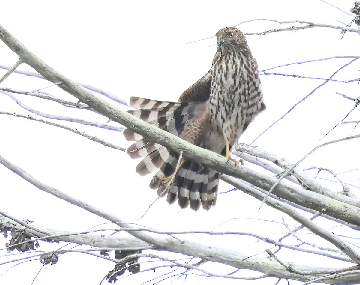 Cooper's Hawk - ML645480649