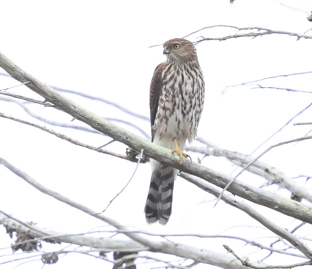 Cooper's Hawk - ML645480650