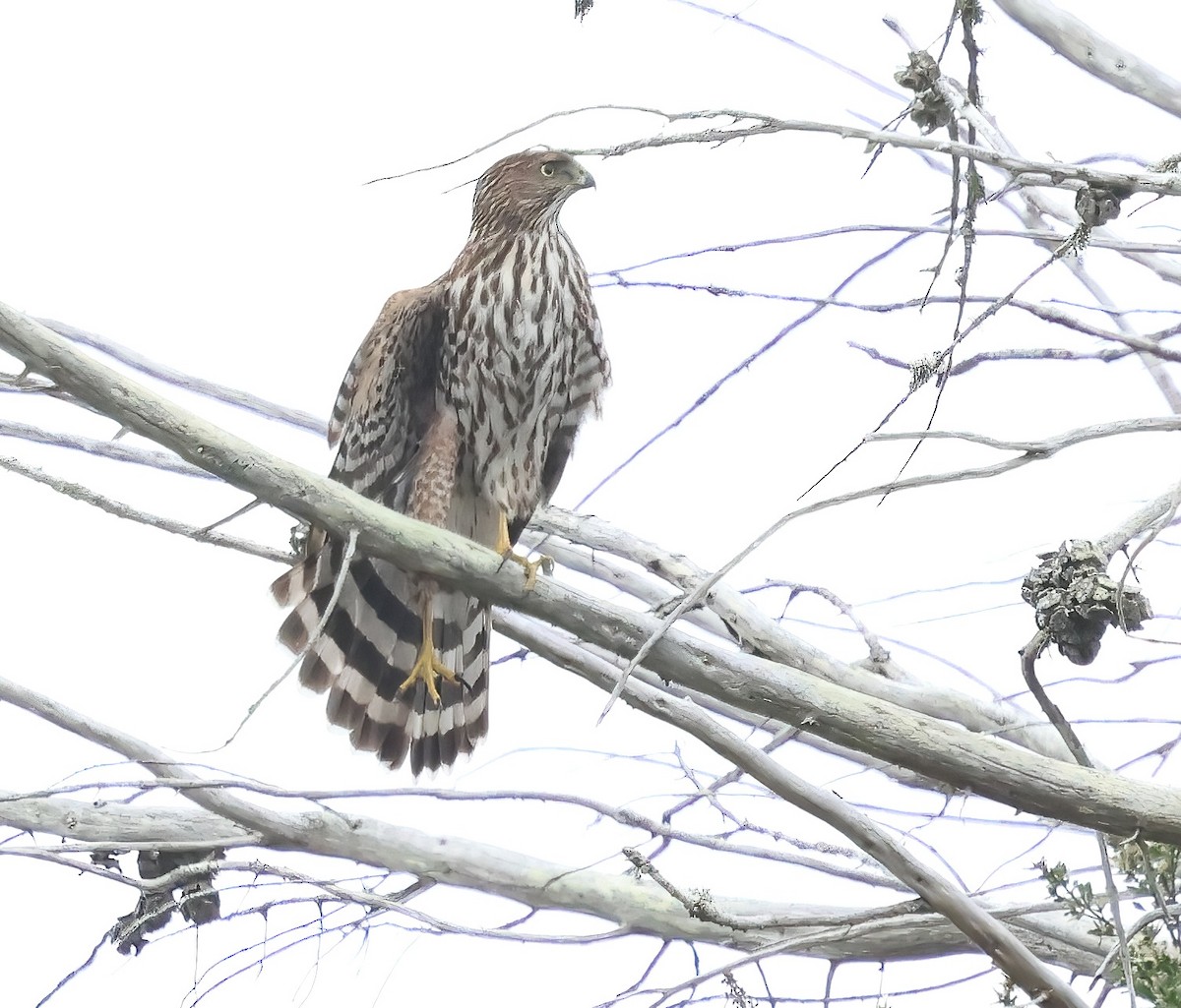 Cooper's Hawk - ML645480651