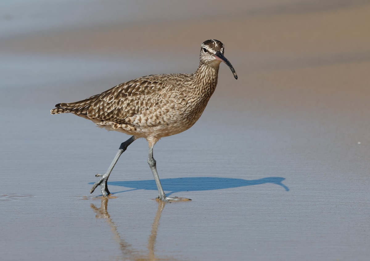 Hudsonian Whimbrel - ML645480652
