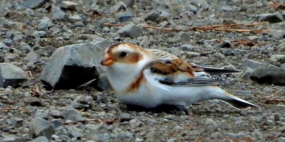 Snow Bunting - ML645480654