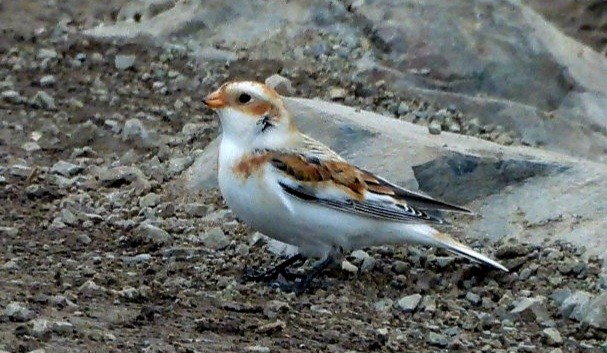 Snow Bunting - ML645480655