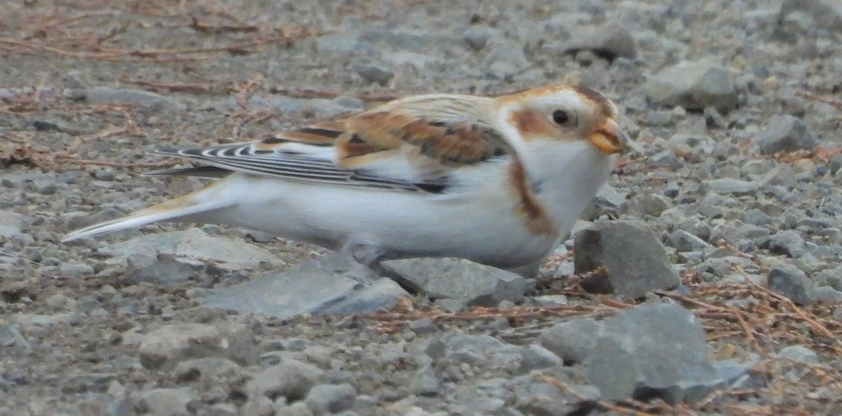 Snow Bunting - ML645480656