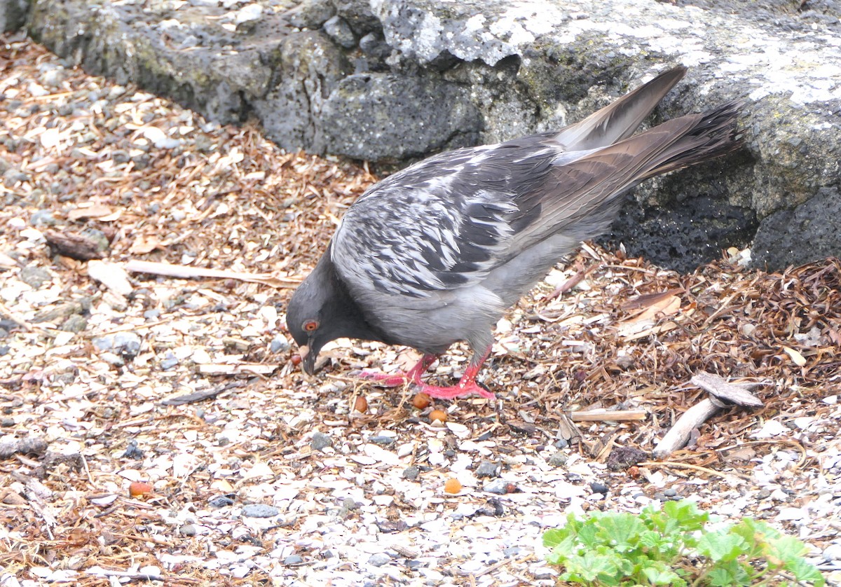 Rock Pigeon (Feral Pigeon) - ML645480660