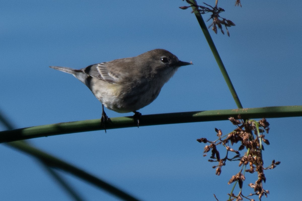 Yellow-rumped Warbler - ML645480661