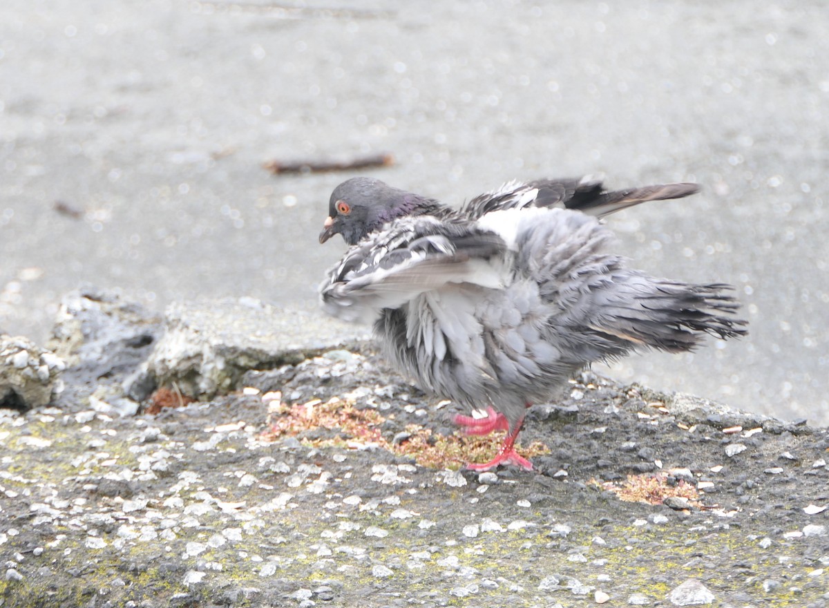 Felsentaube (Straßentaube) - ML645480675