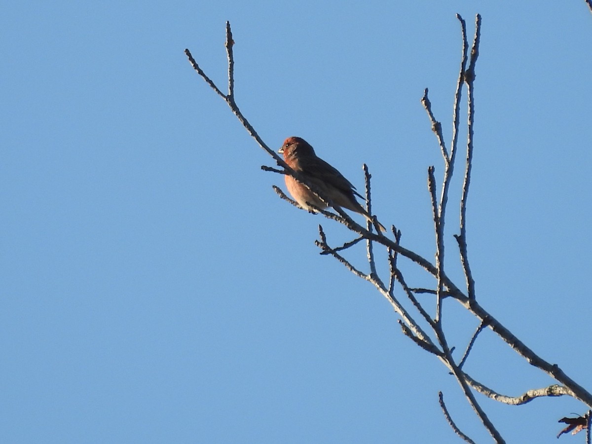 Purple Finch - ML645480679