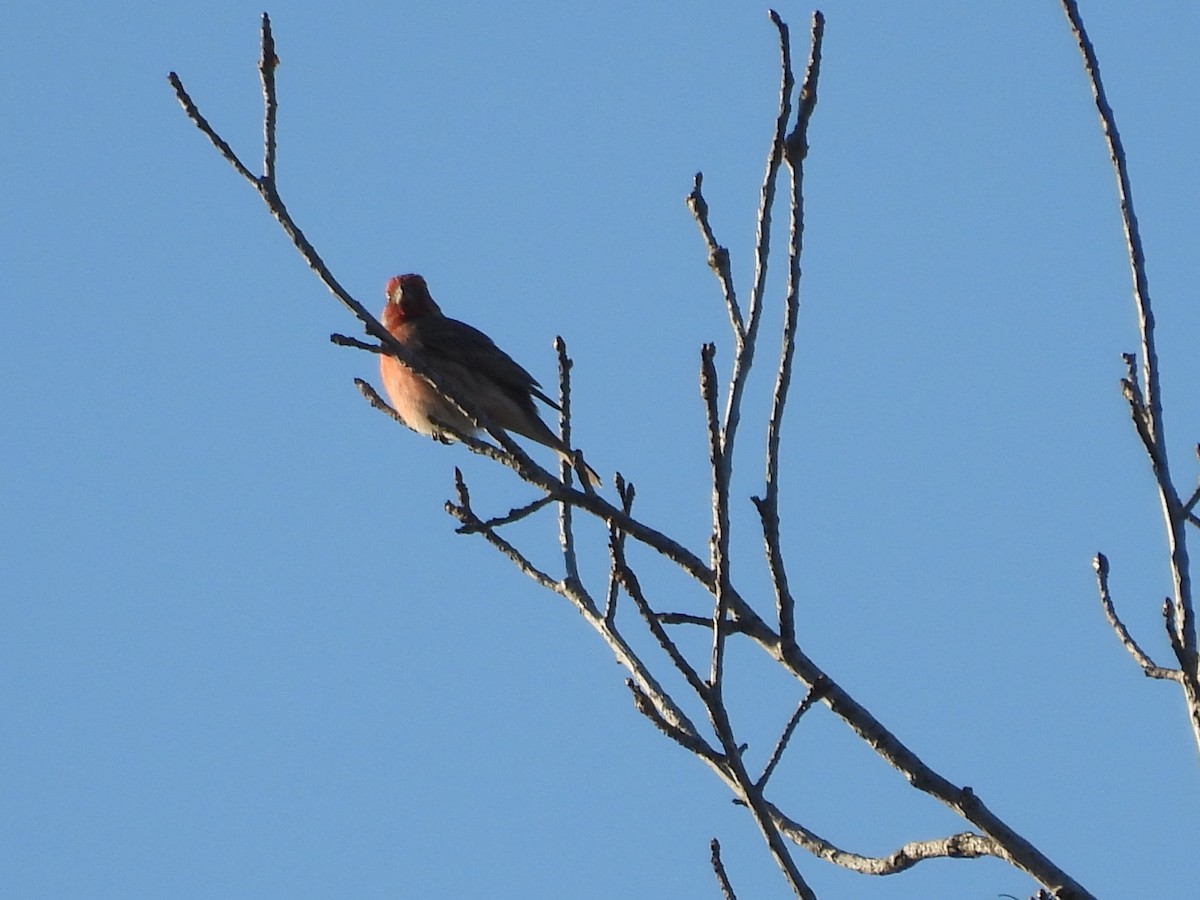 Purple Finch - ML645480680