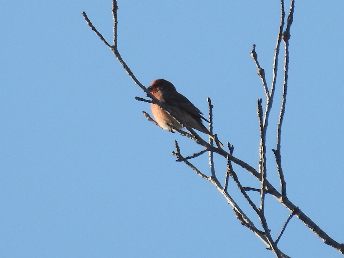 Purple Finch - ML645480681