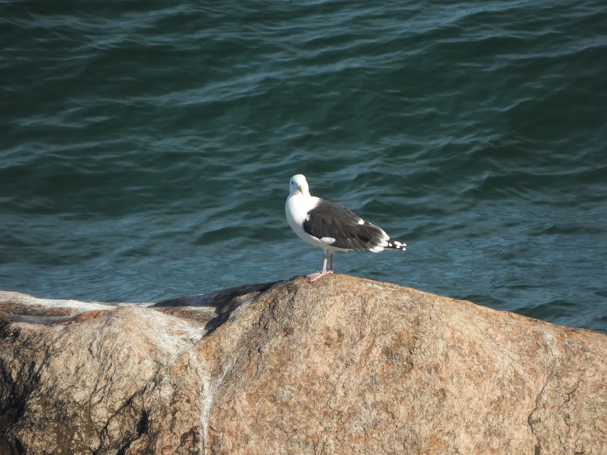 Büyük Kara Sırtlı Martı - ML645480685