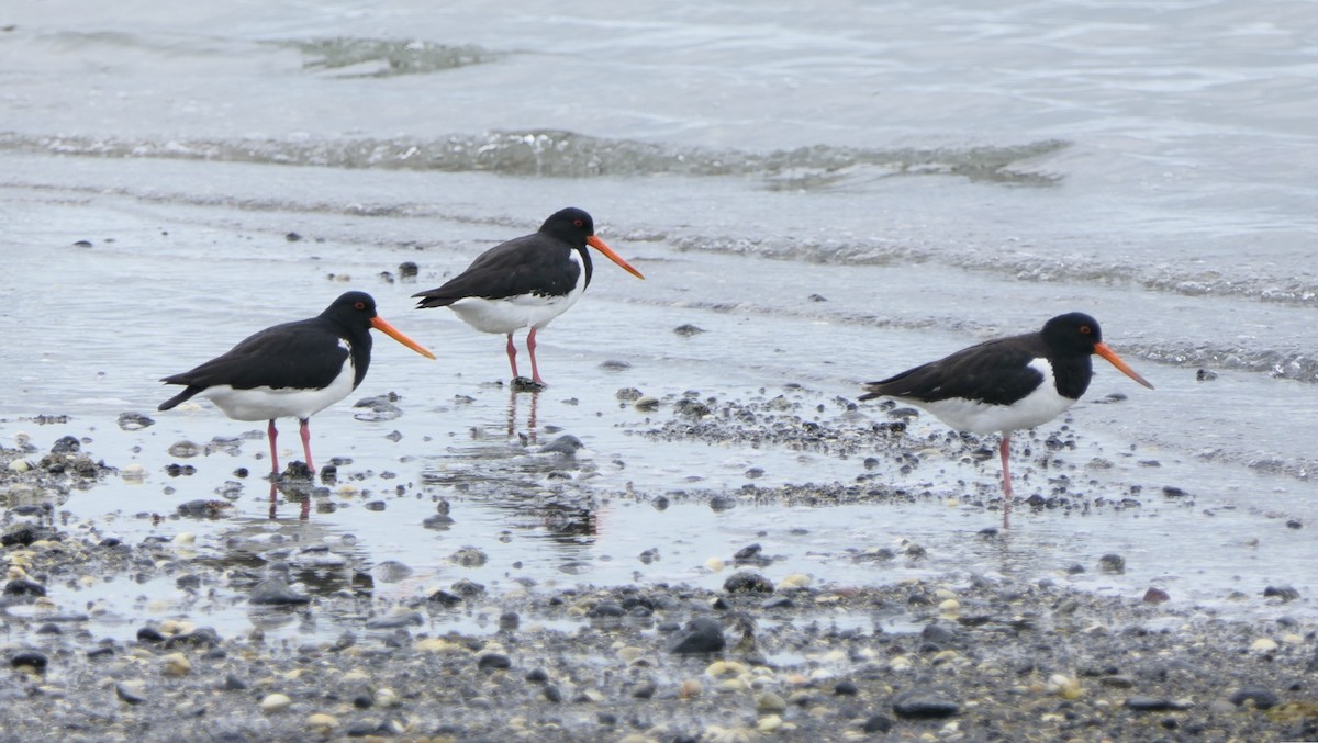 South Island Oystercatcher - ML645480686