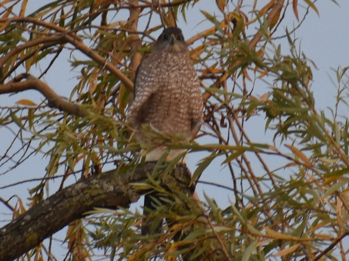 Cooper's Hawk - ML645480689