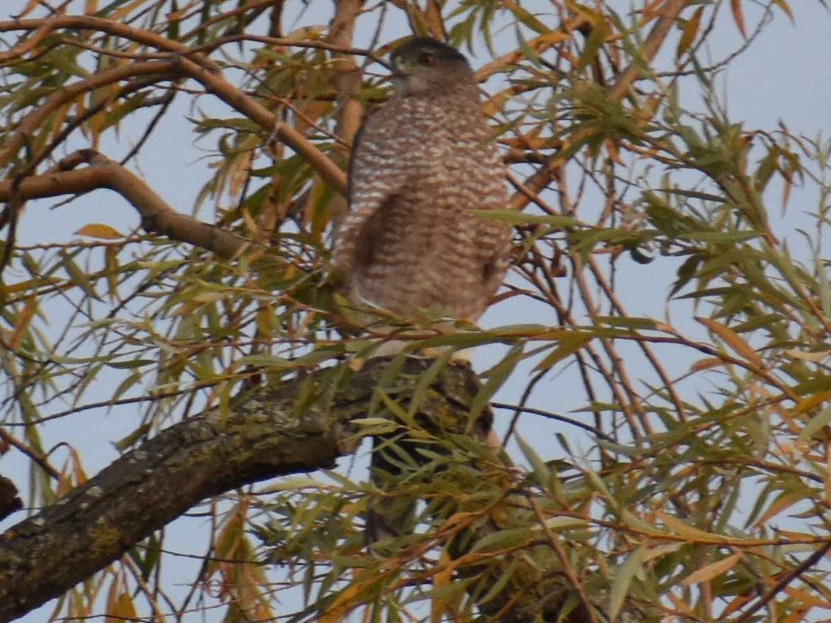 Cooper's Hawk - ML645480690