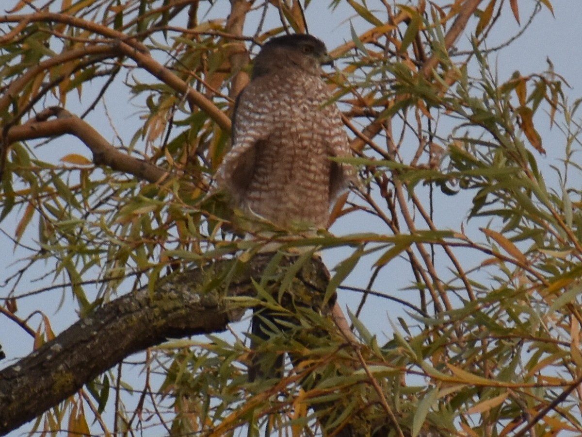 Cooper's Hawk - ML645480691