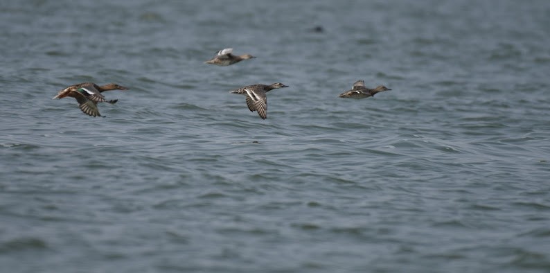 Ahate mokozabal zuria - ML645480700