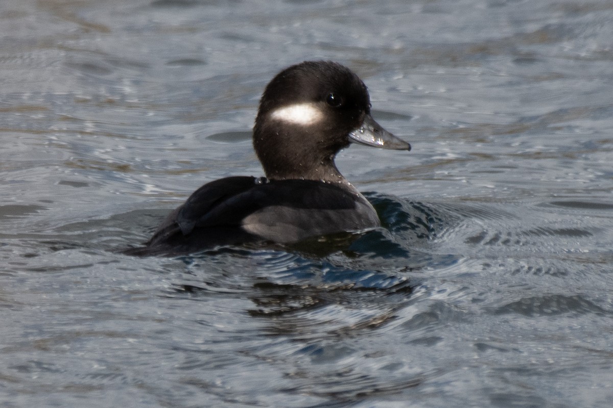 Bufflehead - ML645480702